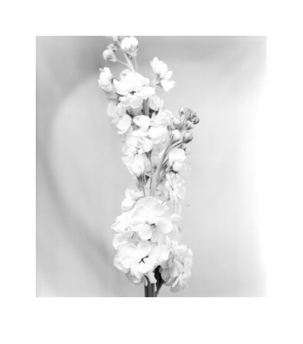 Random work from hvdvphotography | ___flowers | ___white flower